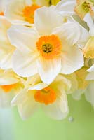 Narcissus 'Edward Buxton' in green hat box on table 