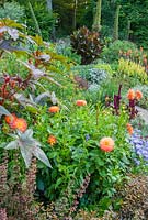 Exotic planting combines orange dahlia with dark ricinus, heuchera, amaranthus and cannas with tall spent flower spikes of Echium pininana behind. 