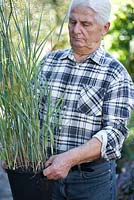 Man holding pot of Panicum virgatum 'Heavy metal'