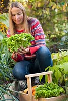 Woman harvesting curly endive 'Gentilina' in vegetable garden.