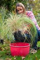 Woman planting Pennisetum 'Hameln'. Preparing young plant in plastic pots for planting out in border by soaking them for an hour in water to refresh the roots