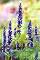 Agastache 'Black Adder'