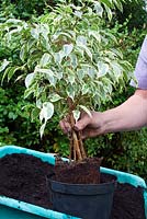 Repotting a Ficus benjamina 'Variegata' - Weeping Fig