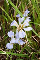 Iris unguicularis 'Walter Butt'