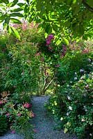 Path leading through climbing roses creating a tunnel 