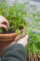 Woman harvesting Carrot 'Creme de Lite'