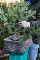 Recycling a Christmas tree for compost. Passing branches through a garden shredder