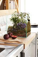 Planting display in glass aquarium - terrarium on modern kitchen worktop