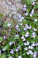 Cymbalaria pallida