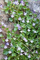 Cymbalaria pallida