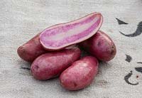 A red potato variety with a pink stripe inside displayed on a potato bag. Solanum tuberosum  'Rosemarie' 