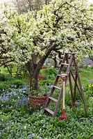 Spring garden with old pear tree in bloom. Wooden ladder, basket and garden spade surrounded by planting of tulips, hosta, bluebells and narcissus 
