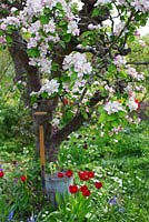 Spring garden with old fruit trees in bloom, bucket and garden fork  