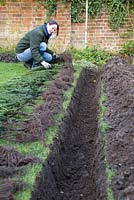 Spacing out bare root Yew plants equally along the trench. 