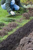 Spacing out bare root Yew plants equally along the trench. 