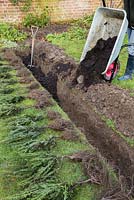 Adding manure to trench to assist growth of Yew Hedge.