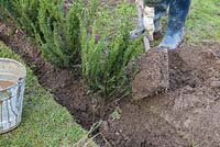Planting bare root Yew plants in trench.