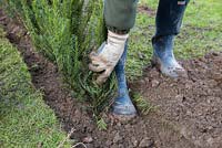 Heeling in bare root Yew plants.