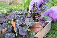 Potting up Ajuga reptans 'Catlin's Giant' to give to someone as a gift