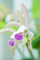 Cattleya x intermedia var. Alba x Cattleya leopoldii. Scented orchid