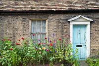 Self seeded poppies and larkspur in front of old neglected cottage