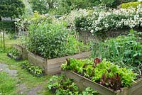 Raised vegetable beds with lettuces, onions, potatoes, broad beans and carrots. Rosa 'Cedric Morris' trained along top of brick wall.