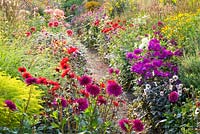 Summer border with Dahlia 'Ambition', Dahlia 'Bishop of Dover', Dahlia 'Bishop of Llandaff', Phlox paniculata 'Le Mahdi' and Solidago 'Loysder Crown'