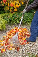 Woman raking leaves of Hamamelis 'Arnold Promise'