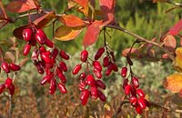 Berberis 'Georgii - a hybrid of unknown origin, probably of B. vulgaris.  Aprox. 1.5m in height with arching branches.  Exceptionally free-fruiting.