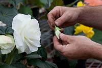 Removing the female flower head on a begonia to encourage bigger blooms