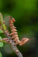 Stauropus fagi, lobster moth lava on oak tree.