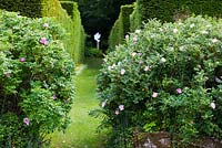 Pair of Rosa rugosa 'Fru Dagmar Hastrup' in the Crescent Border. Veddw House Garden, Devauden, Monmouthshire, Wales, UK. June. 