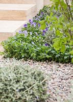 Viola corsica and Viola cornuta 'Victoria's Blush' planting beside pebble path and stairway. Show Garden: The Laurent-Perrier Garden. 