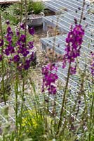 Scirpus cernuus planted in concrete cylinders, beside a metal winding boardwalk. Verbascum phoeniceum 'Violetta', Euphorbia cyparissias. Show Garden: RBC Blue Water Roof Garden