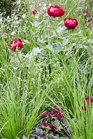 Paeonia 'Buckeye Belle' or 'Chocolate Soldier', Lychnis flos cuculi 'White Robin', Carex muskingumensis and Astrantia major 'Hadspen Blood'. Show Garden: The Telegraph Garden. 