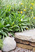 Podosperma gnaphaloides syn. Podotheca gnaphaloides and Bracteantha bracteata Sundaze 'Totally Yellow' planted beside Dry Stone stairs. Show Garden: Trailfinders Australian Garden. 