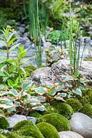 Equisetum, Houttuynia and moss planted amongst large boulders of stone. Artisan Garden: An Alcove Tokonoma Garden. 
