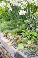 Narcissus 'Silver Chimes' and Sempervivum planted in Dry Stone wall border. Artisan Garden: Get Well Soon. 