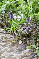 Ajuga reptans and Muscari in border alongside a reflexology path made of pebbles. Artisan Garden: Get Well Soon. 