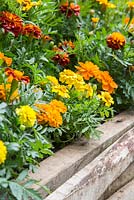 Tagetes patula 'Durango Tangerine' and Tagetes patula 'Scarlet Sophie' planted in raised wooden bed. Artisan Garden: Herbert Smith Freehills Garden for WaterAid. 