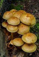 Pholiota aurivella - golden scalycap fungi 