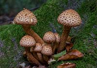 Pholiota squarrosa - shaggy pholiota fungus