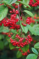 Cotoneaster lacteus 