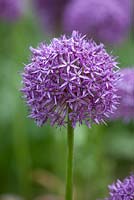 Allium 'Pinball Wizard'