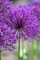 Allium 'Purple Rain'