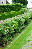 Hedge of Rosa rugosa growing through metal railings - The West Garden, Daglingworth House, Gloucestershire, UK. June. 