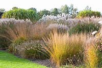 Gräserbeet, Pennisetum alopecuroides Hameln, Molinia arundinacea Skyracer, Molinia caerulea Heidebraut, Miscanthus sinensis Kleine Silberspinne