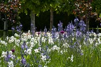 Narcissus poeticus var. recurvus, camassias and alliums naturalised in long grass with lime tree avenue behind. 