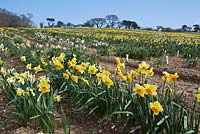 Daffodil fields in Cornwall - Foreground: Narcissus 'Dunkeld', part of his collection of historical daffodils