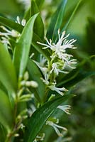 Sarcococca ruscifolia 'Dragons Gate' - Christmas fragrant sweet winter box 
